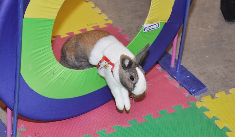 Chestermere Spring Fair Rabbit show