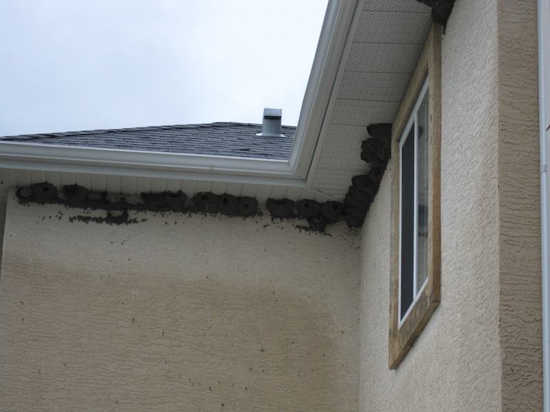 Birds Nest Under Eaves