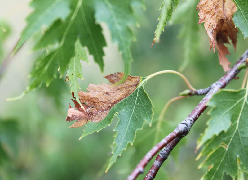 Birch Leaf Miner