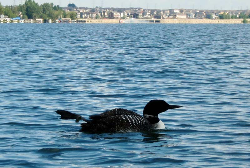 stranded loon