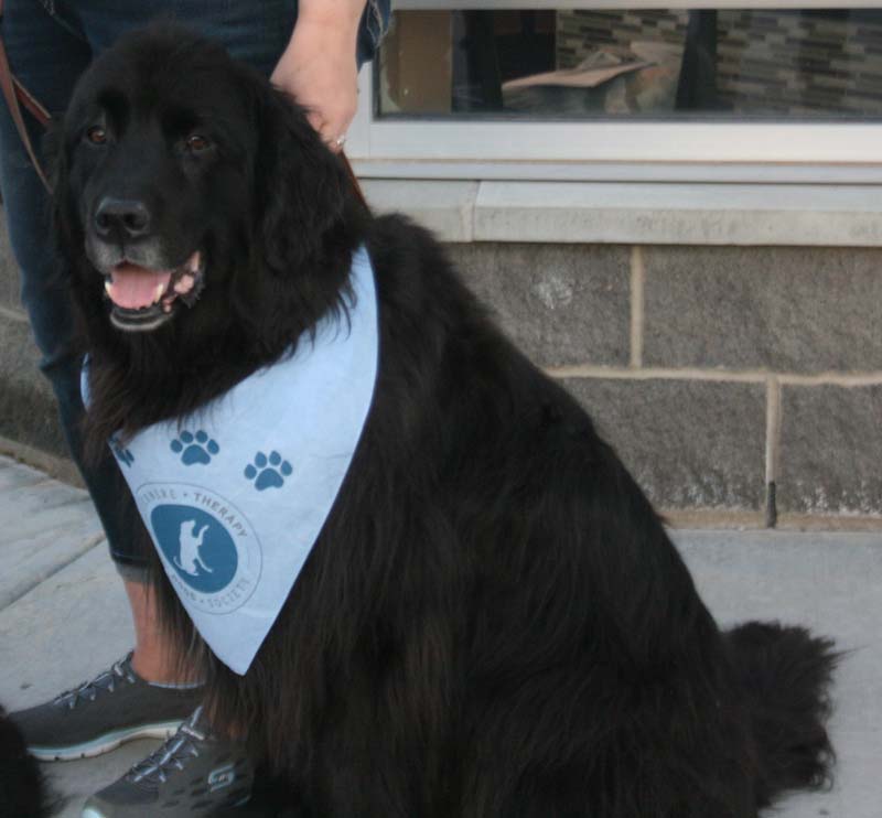 chestermere therapy dogs society_002
