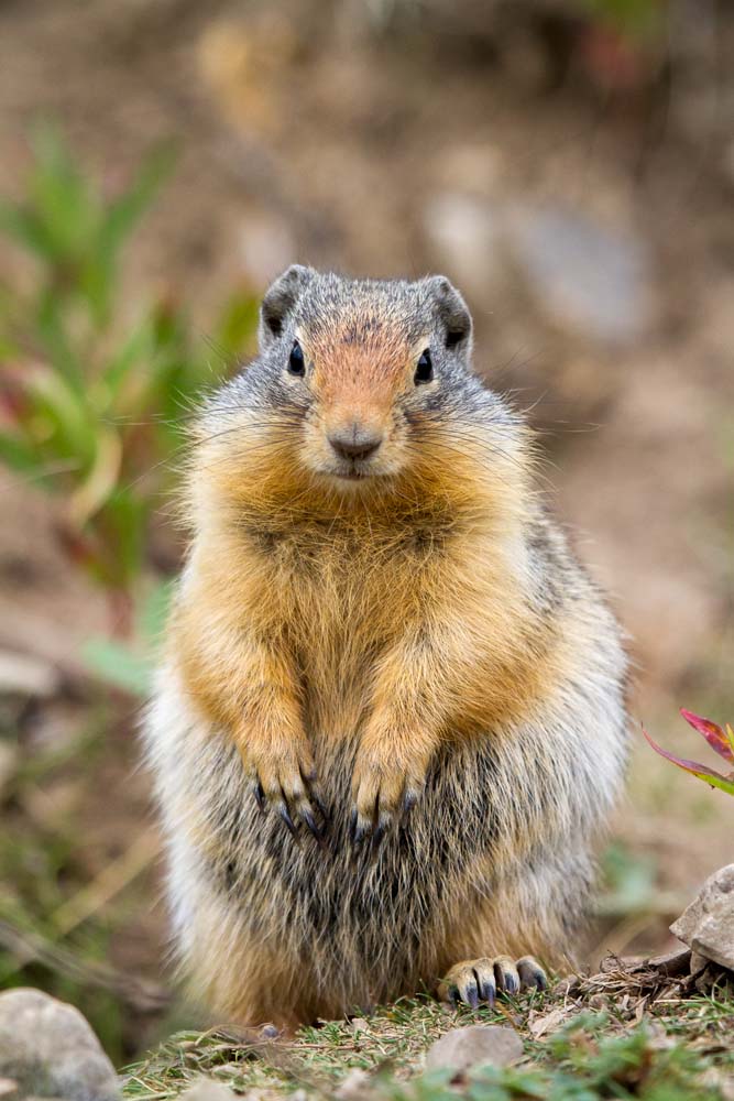 joe Cute Littel Columbian Ground Squirrel