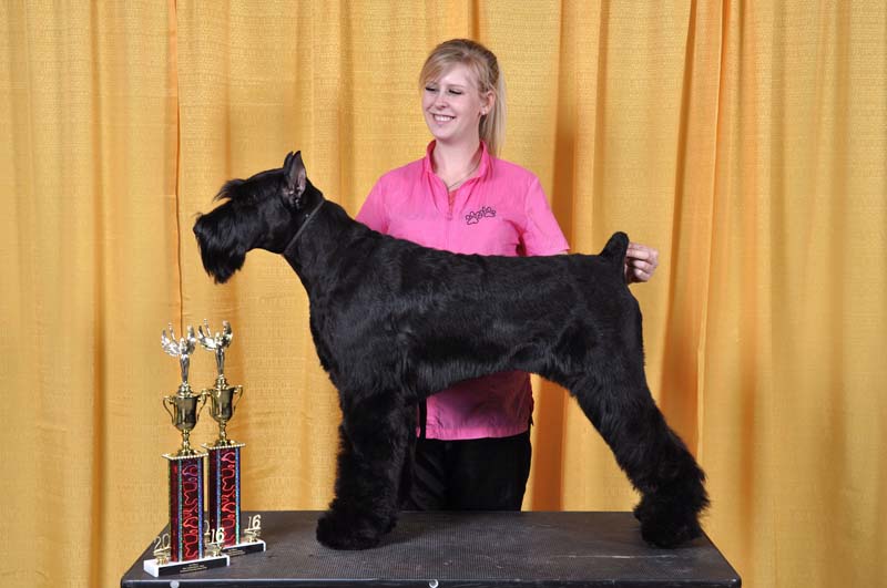 local groomer wins big at northwest grooming show_001