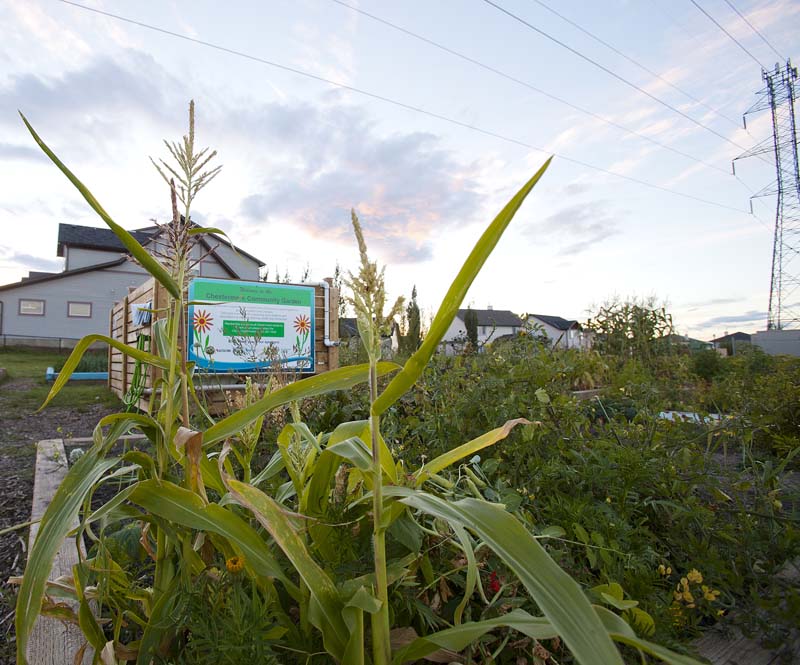 Community Garden_MG_5914