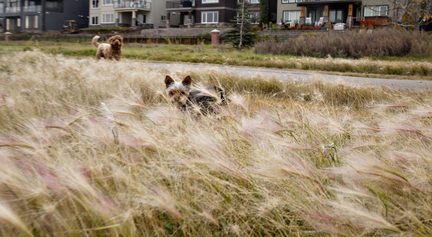 Dogpark Foxtails_MG_7704