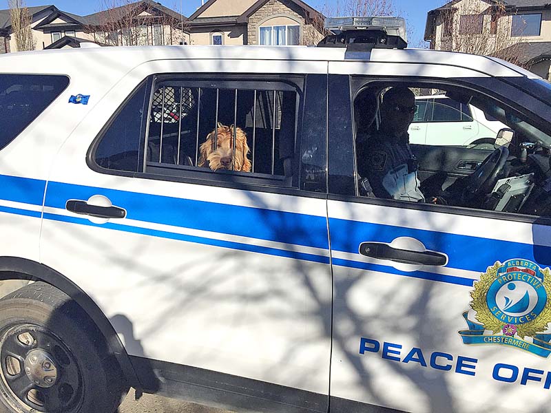 Peace Officer-Dog2