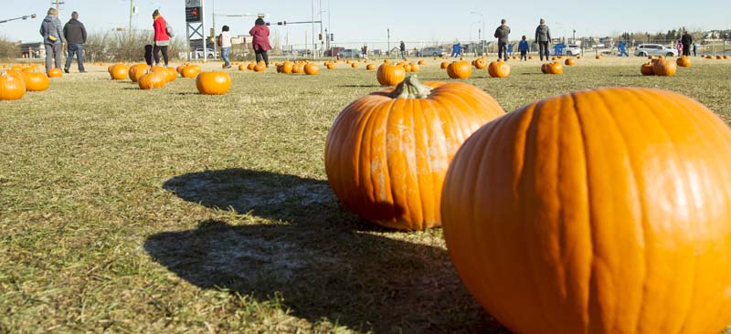 Pumpkin Patch_B1J9131