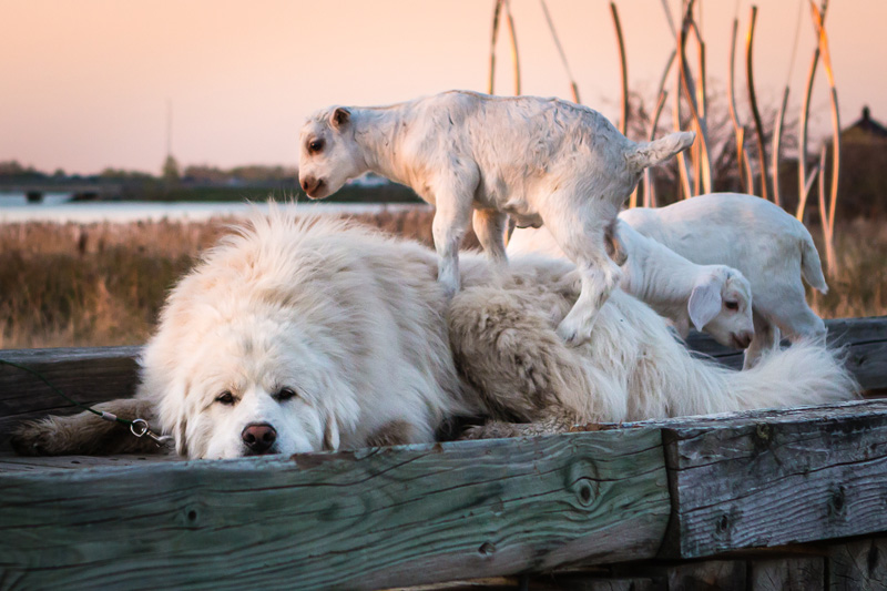 goats Kids_Playing