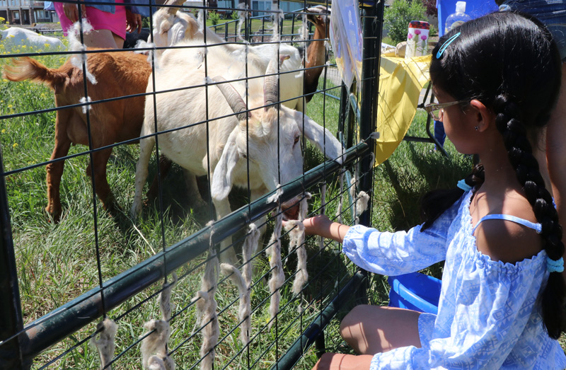 goats anaya feeding goats horizontal