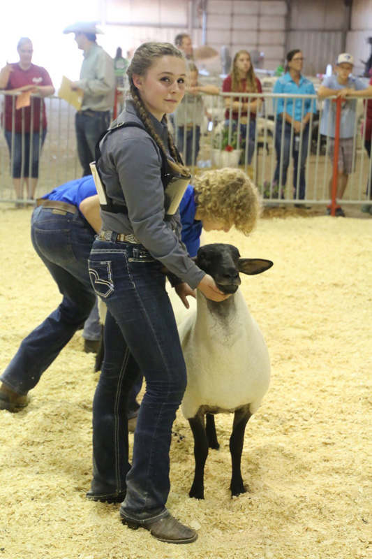 just a girl and her ewes emma gingras photo