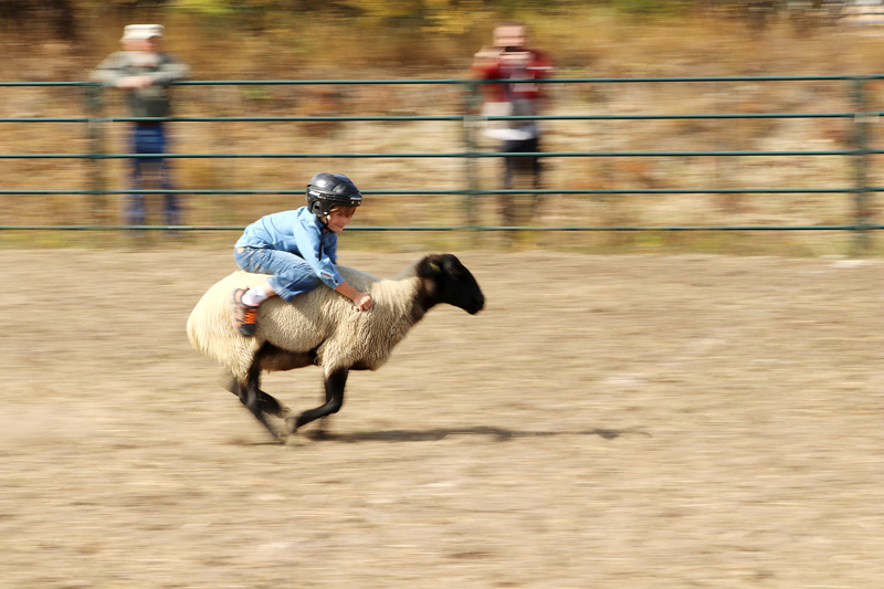 mutton busting photo 1