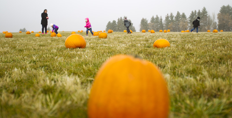 Pumpkin Patch_B1J7828