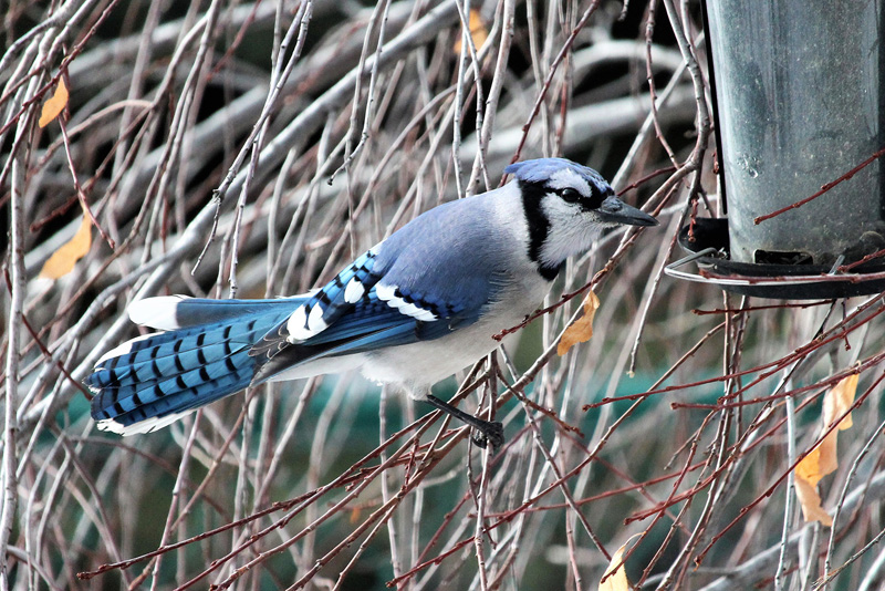 Chestermere Christmas Bird Count