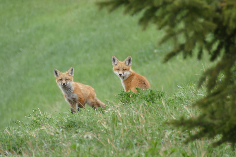 Local foxes at risk due to human interaction pic 2