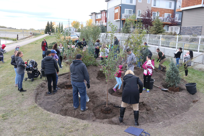 birth forest planting pic 1