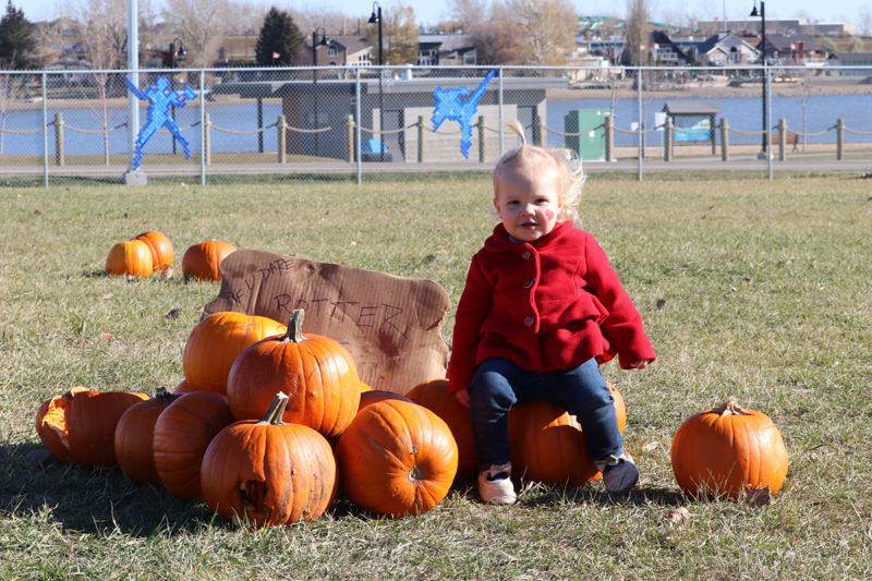 Family favourite pumpkin patch returns for thirtieth year pic 1