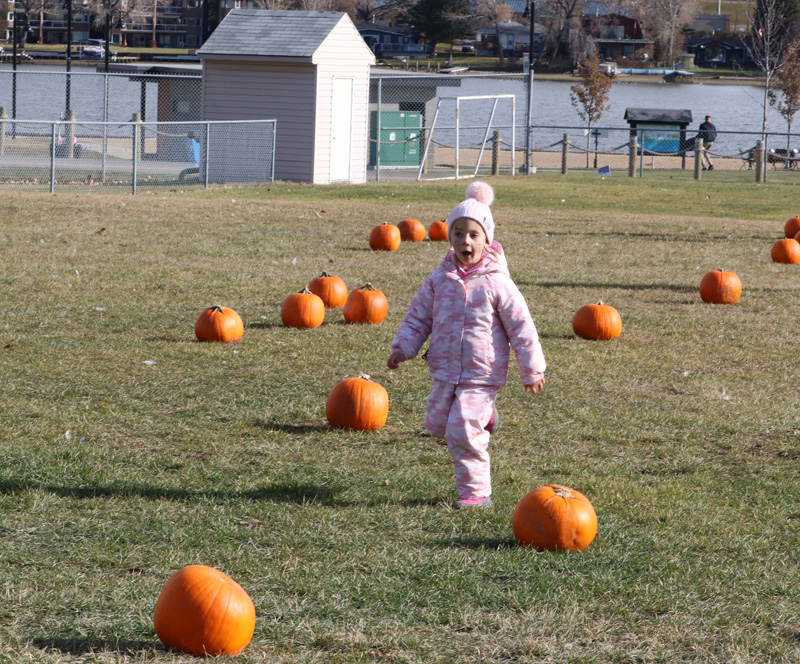 Over 170 pumpkins sold during the thirteenth annual Chestermere Lions Club Pumpkin Patch pic 4