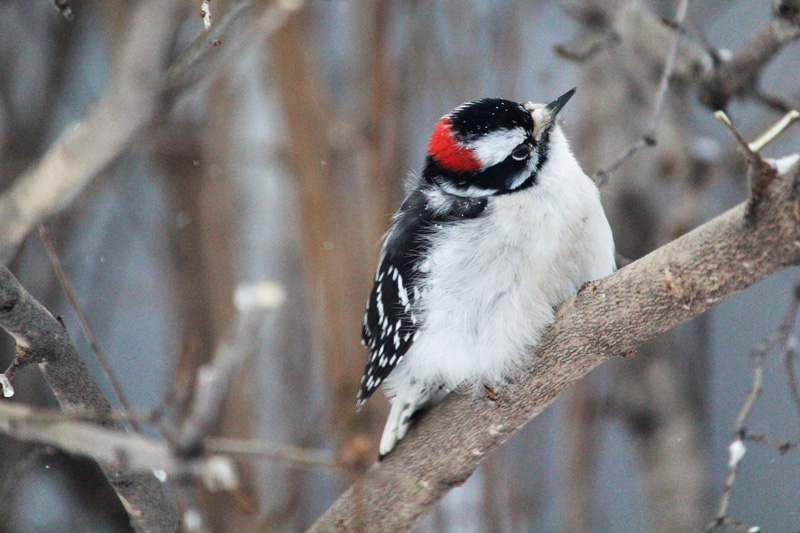 More than 200 birds sighted during second annual Christmas Bird Count pic 1