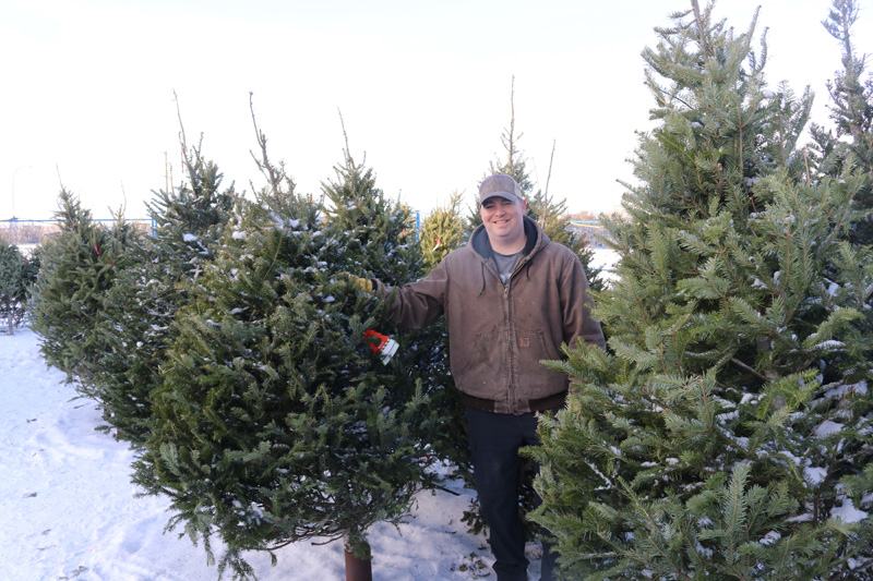 Real Christmas trees increasing in popularity pic 1