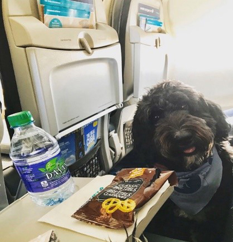 westjet dog in cabin