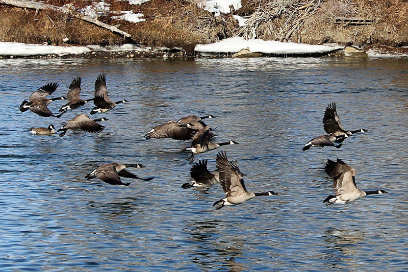 Over 900 birds observed during four-day Great Backyard Bird Count pic 2