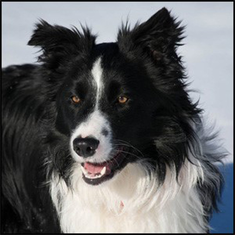 dog collie 1