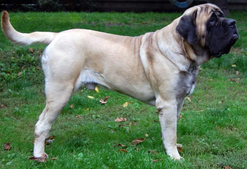 250 pound english mastiff