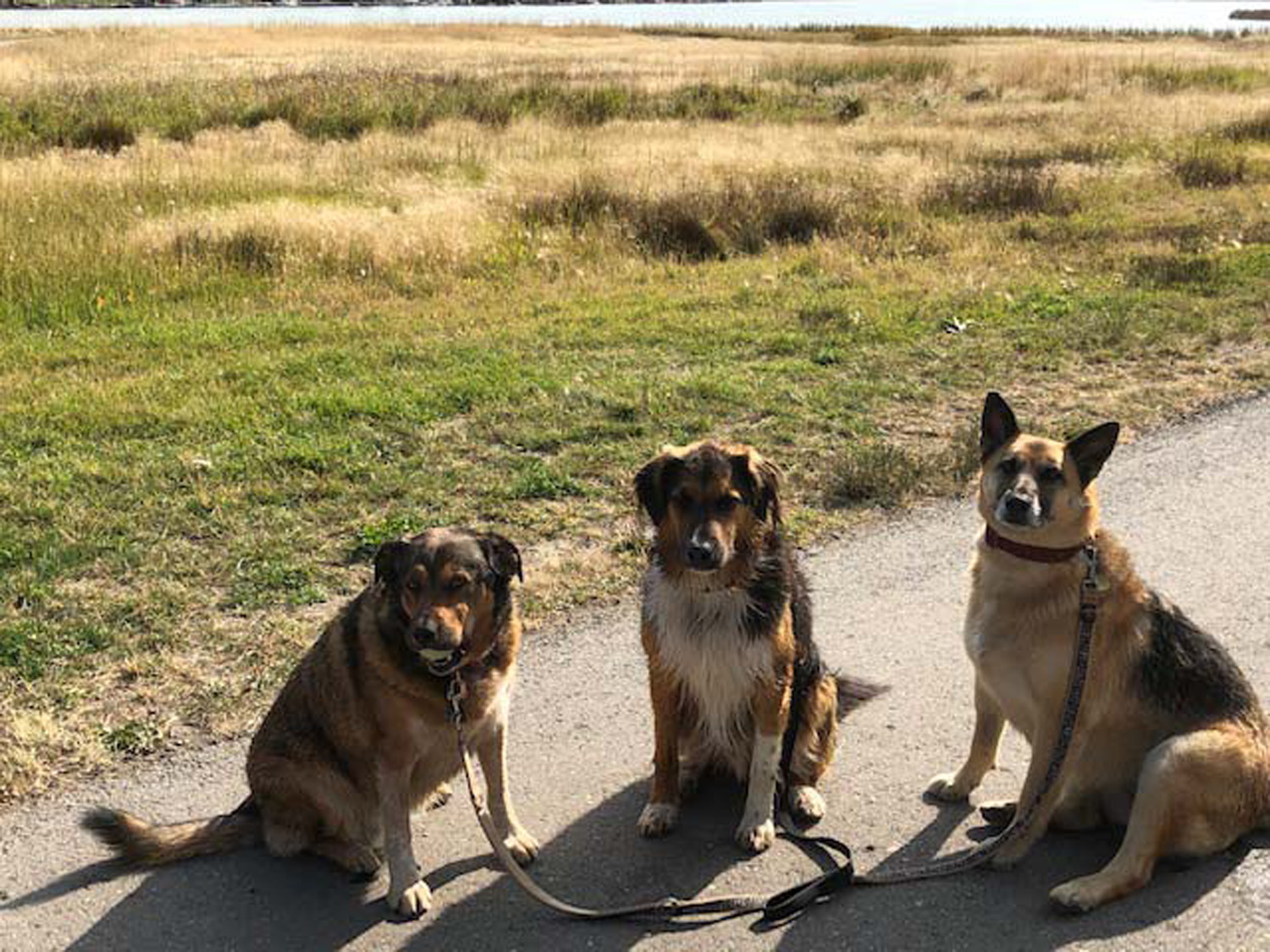 City advising dog owners of foxtail grass in the off-leash area pic 2