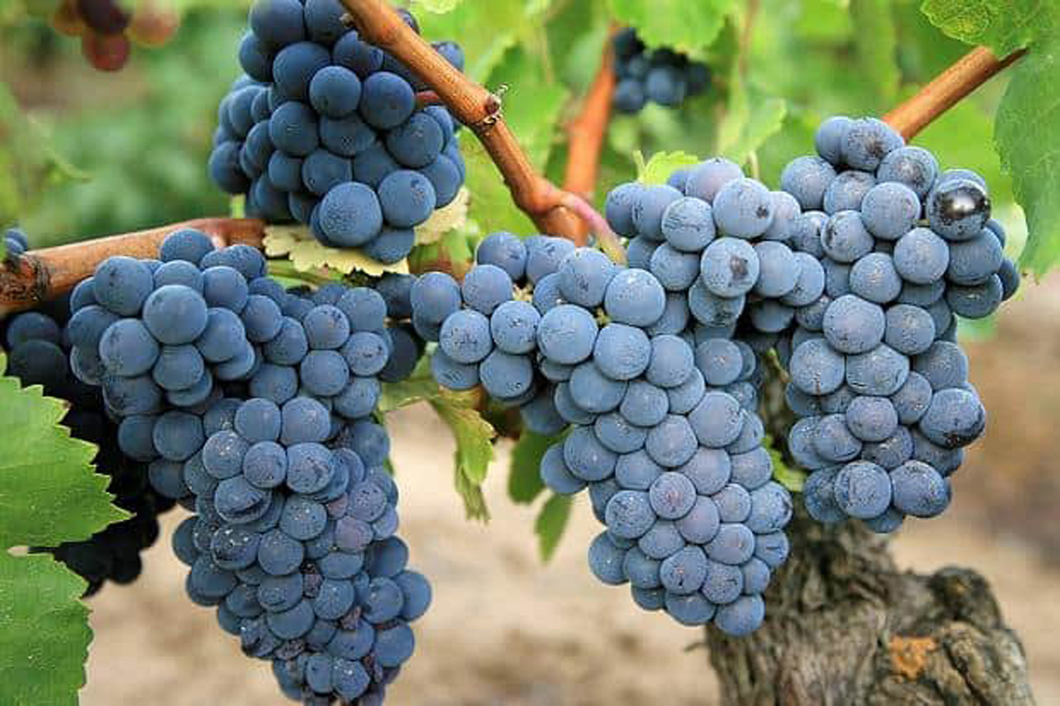 nick carignan-grape-clusters