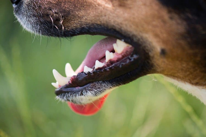 dogs-teeth