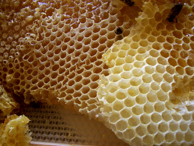 preston Honey_comb