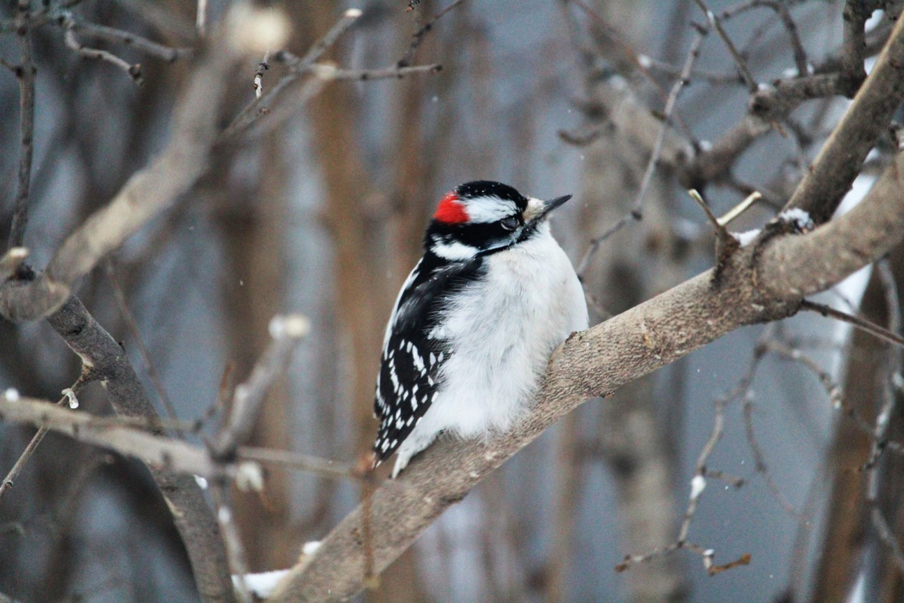 18 bird species flew through Chestermere during annual Christmas Bird Count pic 1