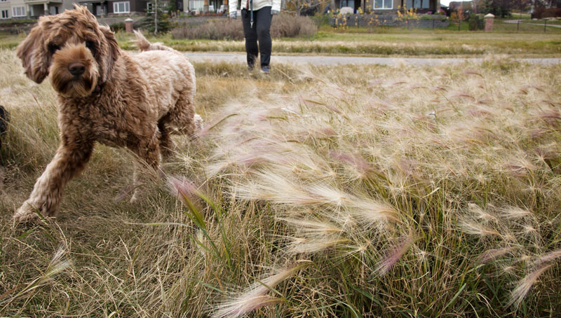 City to install signs warning residents of foxtail grass in off-leash dog park pic 3