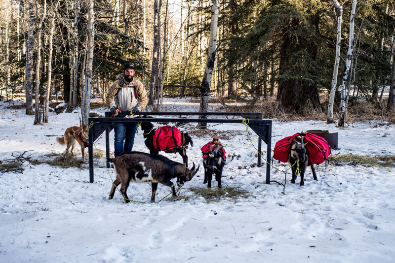 Strathmore family training pack goats pic 1