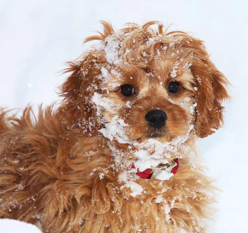 dog-cold-snow-stockphoto