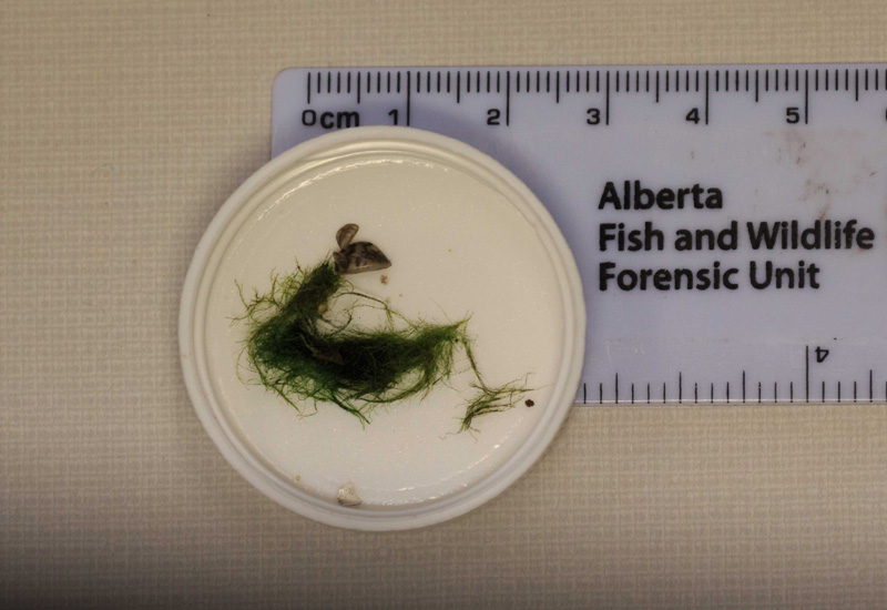 Invasive zebra mussels found in moss balls pic 2