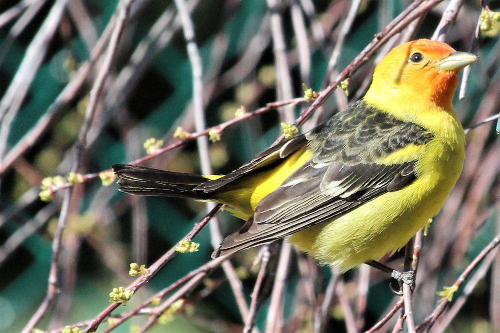 sc-Western-Tanager