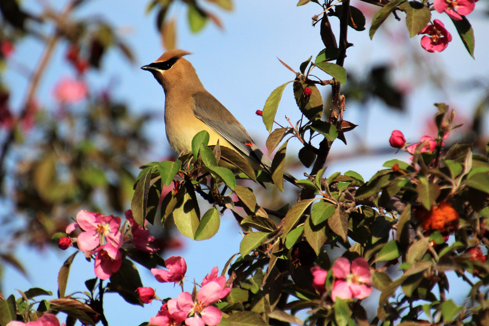 seniors connect Cedar Waxwing