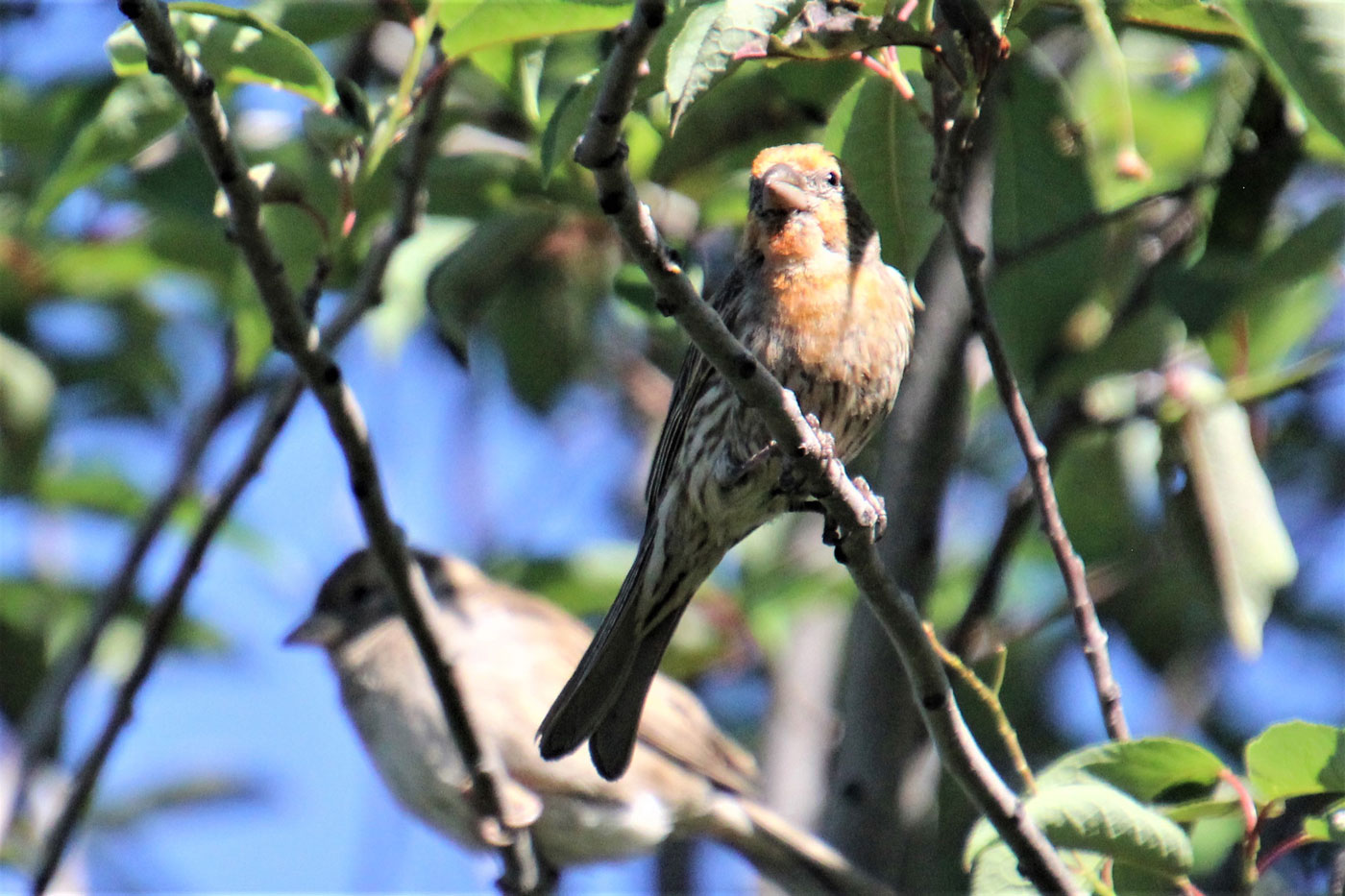 Lakeside-Golf-Course-Preservation--House-Finch