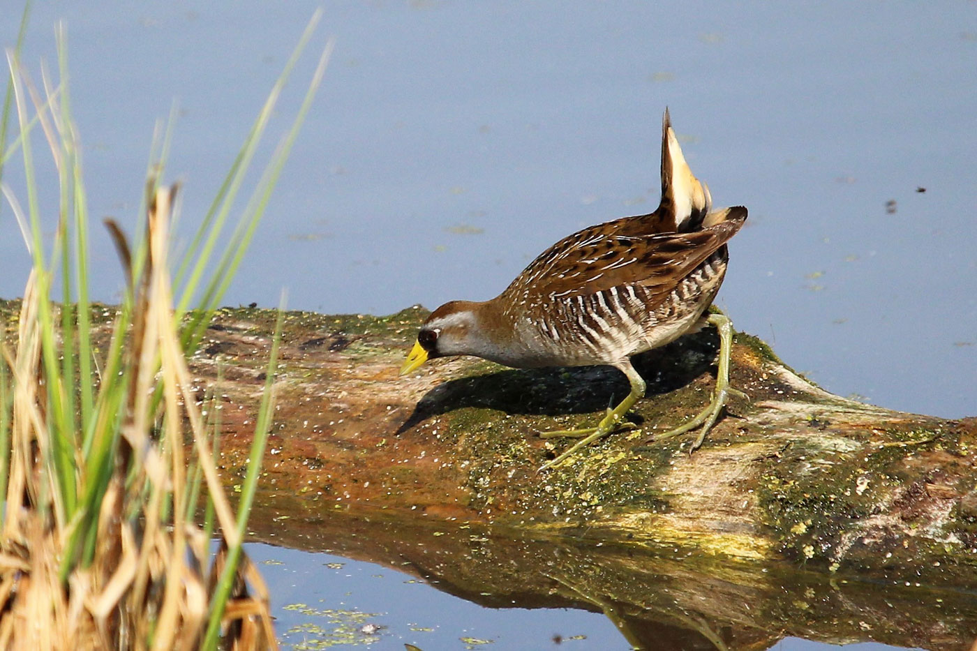 Chestermere-Lake-A-Birding-Treasure-Sora-Rail