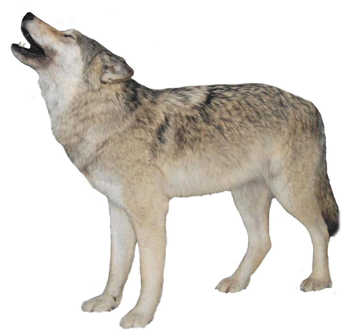 preston-Wolf-15