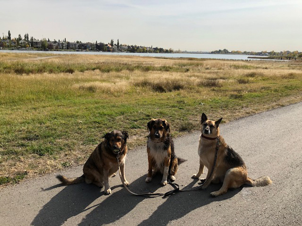 Chestermere council directs parks department to work with province in remediating foxtail grass in off-leash dog park pic 2