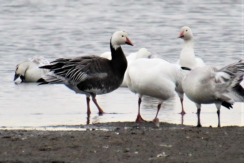 don c Blue Morph Snow Goose