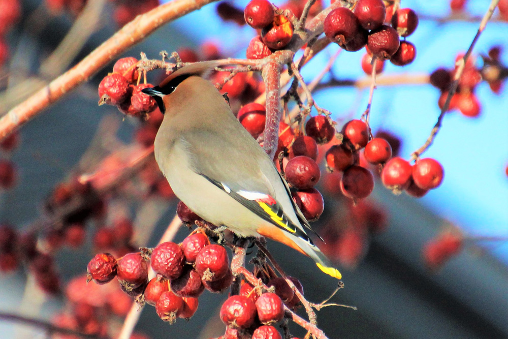 Winter Birding Bohemian Waxwing