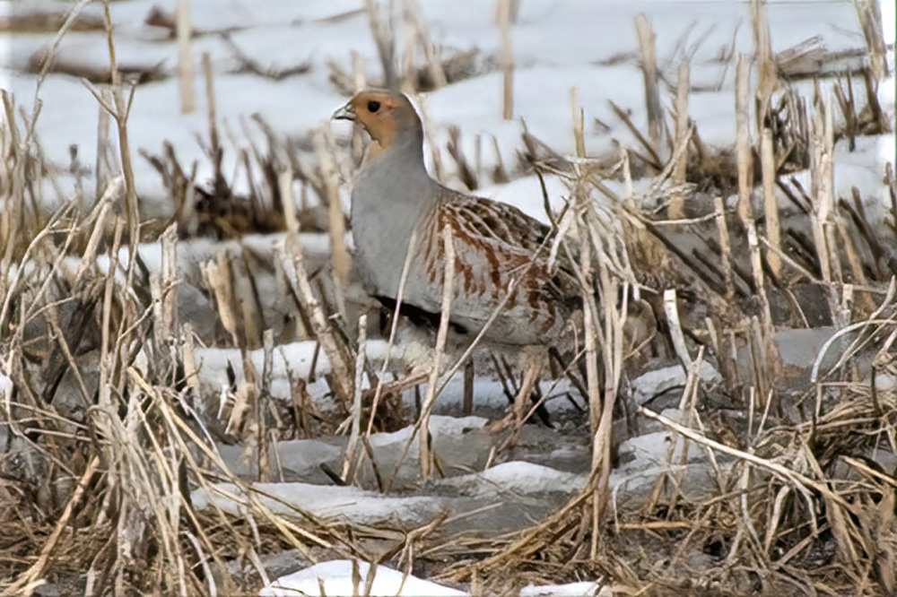 The largest number of birds recorded during this year’s Christmas Bird Count pic 2