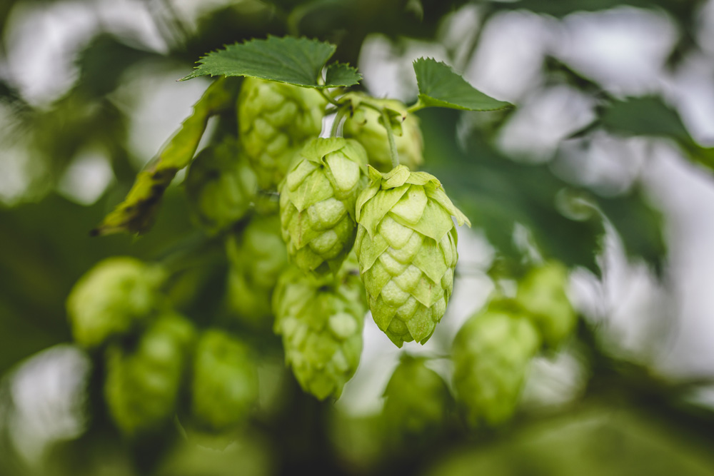 Cascade hop growing