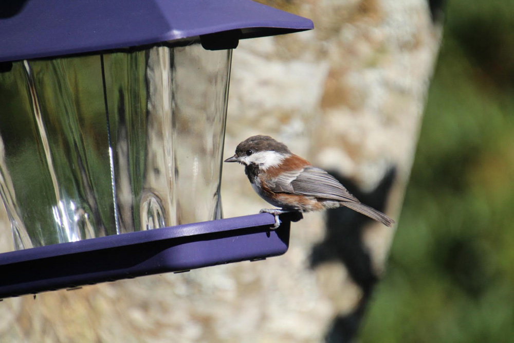 crow Chestnut-Sided Chickadee - Elaine (PC)