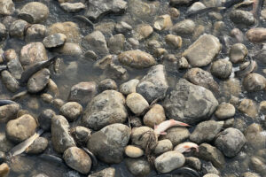 Water diversion leaves fish stranded in canal pic 1