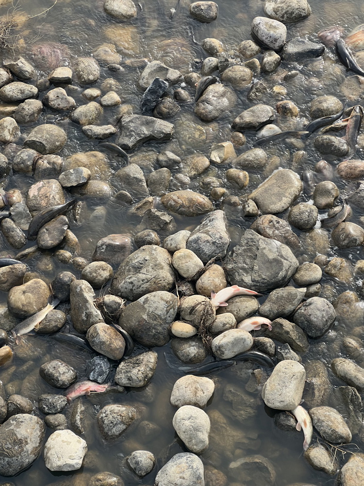 Water diversion leaves fish stranded in canal pic 1