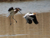 crows feet American Avocets Over the Pond